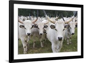 Hungarian Grey Cattle Herd in Field, Mohacs, Béda-Karapancsa, Duna Drava Np, Hungary, September-Möllers-Framed Photographic Print