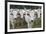 Hungarian Grey Cattle Herd in Field, Mohacs, Béda-Karapancsa, Duna Drava Np, Hungary, September-Möllers-Framed Photographic Print