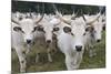 Hungarian Grey Cattle Herd in Field, Mohacs, Béda-Karapancsa, Duna Drava Np, Hungary, September-Möllers-Mounted Photographic Print