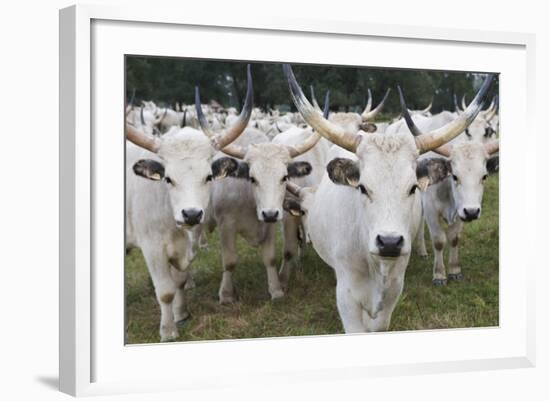 Hungarian Grey Cattle Herd in Field, Mohacs, Béda-Karapancsa, Duna Drava Np, Hungary, September-Möllers-Framed Photographic Print