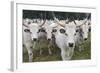 Hungarian Grey Cattle Herd in Field, Mohacs, Béda-Karapancsa, Duna Drava Np, Hungary, September-Möllers-Framed Photographic Print