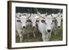 Hungarian Grey Cattle Herd in Field, Mohacs, Béda-Karapancsa, Duna Drava Np, Hungary, September-Möllers-Framed Photographic Print