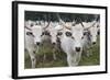 Hungarian Grey Cattle Herd in Field, Mohacs, Béda-Karapancsa, Duna Drava Np, Hungary, September-Möllers-Framed Photographic Print