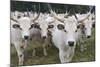 Hungarian Grey Cattle Herd in Field, Mohacs, Béda-Karapancsa, Duna Drava Np, Hungary, September-Möllers-Mounted Photographic Print