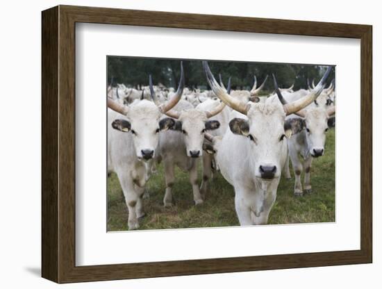 Hungarian Grey Cattle Herd in Field, Mohacs, Béda-Karapancsa, Duna Drava Np, Hungary, September-Möllers-Framed Photographic Print