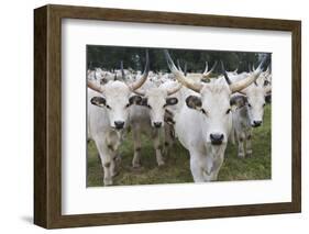 Hungarian Grey Cattle Herd in Field, Mohacs, Béda-Karapancsa, Duna Drava Np, Hungary, September-Möllers-Framed Photographic Print