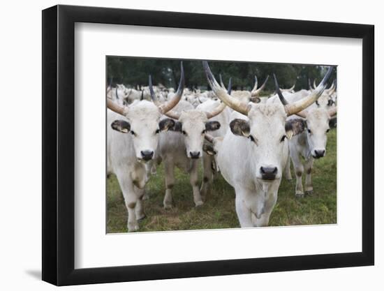 Hungarian Grey Cattle Herd in Field, Mohacs, Béda-Karapancsa, Duna Drava Np, Hungary, September-Möllers-Framed Photographic Print