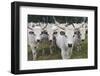 Hungarian Grey Cattle Herd in Field, Mohacs, Béda-Karapancsa, Duna Drava Np, Hungary, September-Möllers-Framed Photographic Print