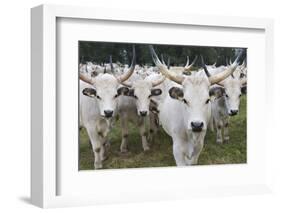 Hungarian Grey Cattle Herd in Field, Mohacs, Béda-Karapancsa, Duna Drava Np, Hungary, September-Möllers-Framed Photographic Print