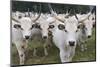 Hungarian Grey Cattle Herd in Field, Mohacs, Béda-Karapancsa, Duna Drava Np, Hungary, September-Möllers-Mounted Photographic Print