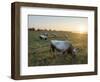 Hungarian Grey or Hungarian Steppe Cattle (Magyar Szuerke), an ancient breed of domestic cattle-Martin Zwick-Framed Photographic Print