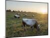 Hungarian Grey or Hungarian Steppe Cattle (Magyar Szuerke), an ancient breed of domestic cattle-Martin Zwick-Mounted Photographic Print