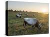 Hungarian Grey or Hungarian Steppe Cattle (Magyar Szuerke), an ancient breed of domestic cattle-Martin Zwick-Stretched Canvas