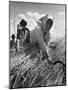 Hungarian Harvest-null-Mounted Photographic Print