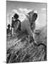 Hungarian Harvest-null-Mounted Photographic Print