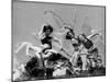 Hungarian Hoop Dancers-null-Mounted Photographic Print