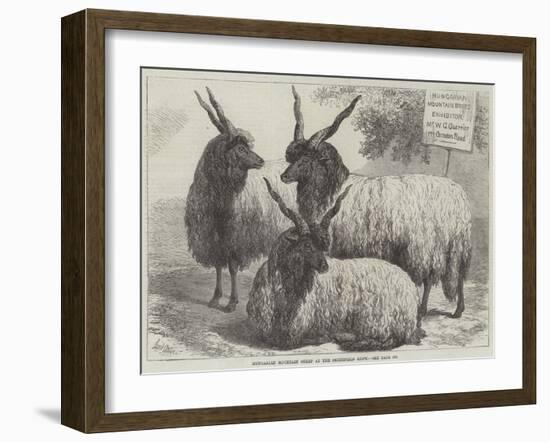 Hungarian Mountain Sheep at the Smithfield Show-Samuel John Carter-Framed Giclee Print