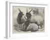 Hungarian Mountain Sheep at the Smithfield Show-Samuel John Carter-Framed Giclee Print