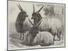 Hungarian Mountain Sheep at the Smithfield Show-Samuel John Carter-Mounted Giclee Print