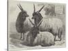 Hungarian Mountain Sheep at the Smithfield Show-Samuel John Carter-Stretched Canvas