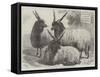 Hungarian Mountain Sheep at the Smithfield Show-Samuel John Carter-Framed Stretched Canvas