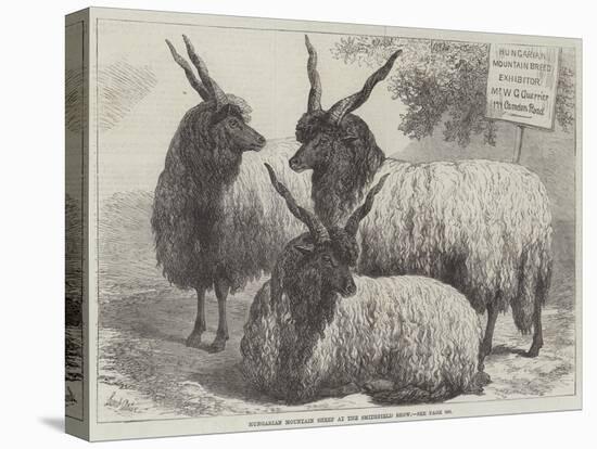 Hungarian Mountain Sheep at the Smithfield Show-Samuel John Carter-Stretched Canvas