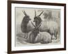 Hungarian Mountain Sheep at the Smithfield Show-Samuel John Carter-Framed Giclee Print