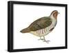 Hungarian Partridge (Perdix Perdix), Birds-Encyclopaedia Britannica-Framed Poster