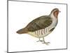 Hungarian Partridge (Perdix Perdix), Birds-Encyclopaedia Britannica-Mounted Poster