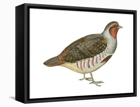 Hungarian Partridge (Perdix Perdix), Birds-Encyclopaedia Britannica-Framed Stretched Canvas
