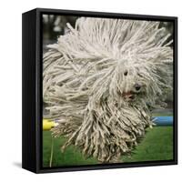 Hungarian Puli Sheep Dog, Fee, Jumps over a Hurdle During a Preview for a Pedigree Dog Show-null-Framed Stretched Canvas