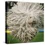 Hungarian Puli Sheep Dog, Fee, Jumps over a Hurdle During a Preview for a Pedigree Dog Show-null-Stretched Canvas