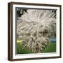 Hungarian Puli Sheep Dog, Fee, Jumps over a Hurdle During a Preview for a Pedigree Dog Show-null-Framed Photographic Print