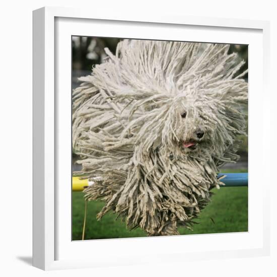 Hungarian Puli Sheep Dog, Fee, Jumps over a Hurdle During a Preview for a Pedigree Dog Show-null-Framed Photographic Print