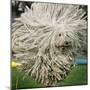 Hungarian Puli Sheep Dog, Fee, Jumps over a Hurdle During a Preview for a Pedigree Dog Show-null-Mounted Photographic Print