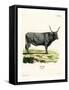 Hungarian Steppe Cattle-null-Framed Stretched Canvas