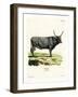 Hungarian Steppe Cattle-null-Framed Giclee Print