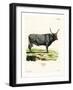 Hungarian Steppe Cattle-null-Framed Giclee Print