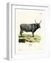 Hungarian Steppe Cattle-null-Framed Giclee Print