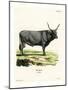 Hungarian Steppe Cattle-null-Mounted Giclee Print