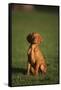 Hungarian Vizsla-DLILLC-Framed Stretched Canvas