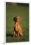 Hungarian Vizsla-DLILLC-Framed Photographic Print