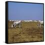 Hungarian White Cattle-CM Dixon-Framed Stretched Canvas