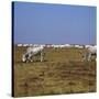 Hungarian White Cattle-CM Dixon-Stretched Canvas