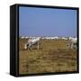 Hungarian White Cattle-CM Dixon-Framed Stretched Canvas