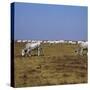 Hungarian White Cattle-CM Dixon-Stretched Canvas