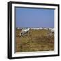 Hungarian White Cattle-CM Dixon-Framed Photographic Print