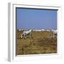 Hungarian White Cattle-CM Dixon-Framed Photographic Print