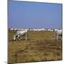 Hungarian White Cattle-CM Dixon-Mounted Photographic Print