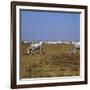 Hungarian White Cattle-CM Dixon-Framed Photographic Print